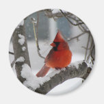 Male Cardinal Refrigerator Magnet