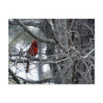 Male Cardinal Watch Guard Post Card