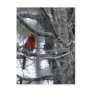 Male Cardinal Watch Guard Postcard