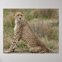 male Cheetah, Acinonyx jubatus, Serengeti, Posters