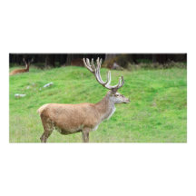 male deer photo greeting card