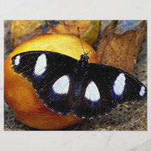 Male diadem on fruit, Hypolimnas misippus Flyer Design
