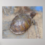 Male Eastern Box Turtle posters