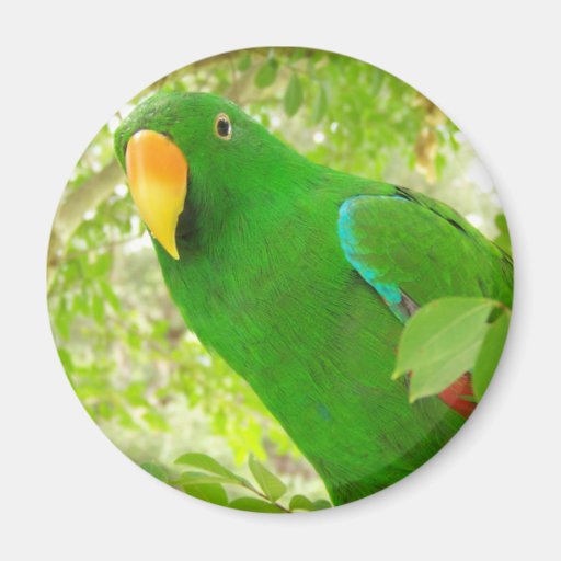 Male Eclectus Parrot Fridge Magnets