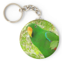 Male Eclectus Parrot