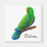 Male Eclectus Parrot Magnet