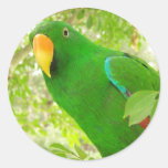 Male Eclectus Parrot Round Stickers