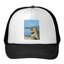 Male flicker with distinguished black bib trucker hat
