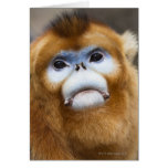 Male Golden Monkey Pygathrix roxellana Greeting Card