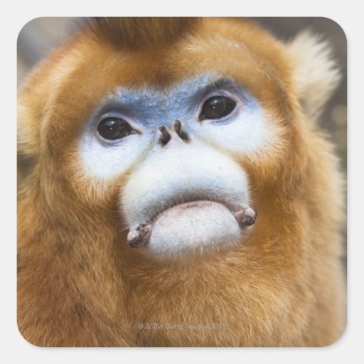 Male Golden Monkey Pygathrix roxellana, portrait Stickers