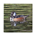Male hooded merganser magnets