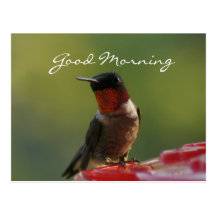 Male Hummingbird Postcard- customise