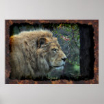 Male Lion Big Cat Wildlife-lover Photo Art Poster