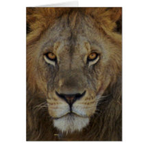 Male Lion Greeting Card