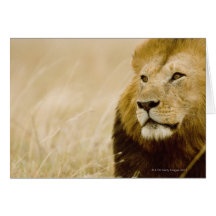 Male lion (Panthera leo) portrait, Masai Mara Greeting Card
