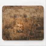 Male lion wild animal safari computer mousepads