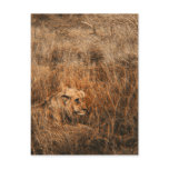 Male lion wild animal safari postcards