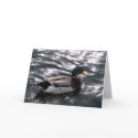 Male Mallard Duck Greeting Card