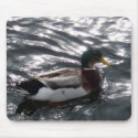 Male Mallard Duck Mousepad