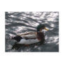 Male Mallard Duck Postcard