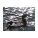 Male Mallard Duck Postcard