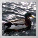 Male Mallard Duck Poster posters