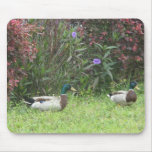 Male Mallard Ducks Mousepad