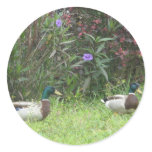 Male Mallard Ducks Sticker