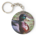 Male Mallard keychains