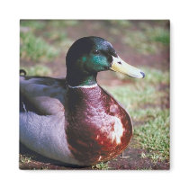 Male Mallard Refrigerator Magnets