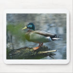 Male Mallard Mouse Pad