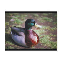 Male Mallard Post Card