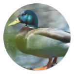 Male Mallard stickers