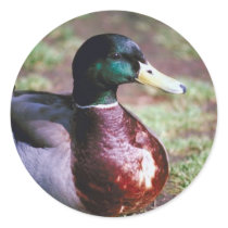 Male Mallard Sticker