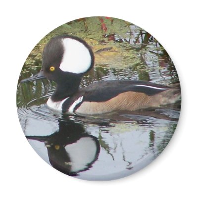Male Merganser Duck Magnets by eaglelady1
