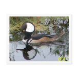 Male Merganser Duck postcards