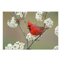 Male Northern Cardinal among pear tree