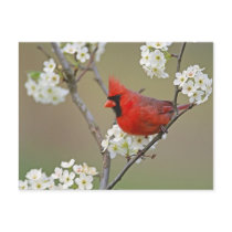 Male Northern Cardinal among pear tree Postcards
