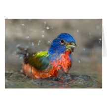 Male Painted Bunting Greeting Cards