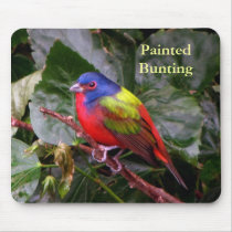Male Painted Bunting