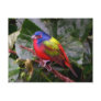 Male Painted Bunting Postcard