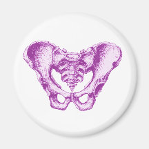Male Pelvis Purple Magnet
