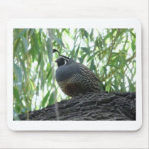 male quail mousepads