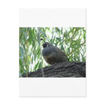 male quail post card