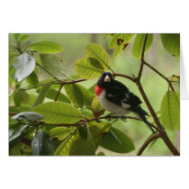 Male Red Breasted Gross Beak Greeting Card