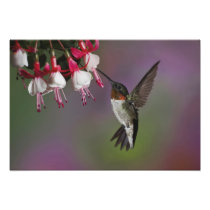 Male Ruby throated Hummingbird, Archilochus
