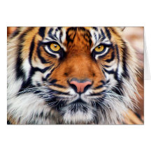 Male Siberian Tiger Greeting Card