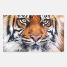Male Siberian Tiger Rectangular Stickers