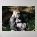 Male Silver-back Gorilla Poster posters