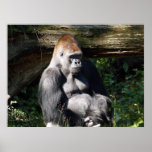 Male Silver-back Gorilla Poster posters